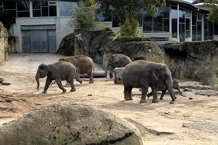 Besuch des Kölner Zoos und Zugabend zum siebten Jahrestag unserer Gründung mit Essen im Brauhaus Em Kölsche Boor samt Ermittlung der neuen Majestät unseres Spielmannszuges am 2. Oktober 2021